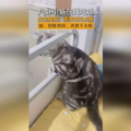 吃瓜少女猫娱乐,揭秘娱乐圈幕后故事