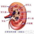 肾盂肾炎的症状,全面了解尿路感染的征兆与影响