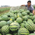 吃瓜的娱乐号是什么,吃瓜群众热议的娱乐号背后的故事